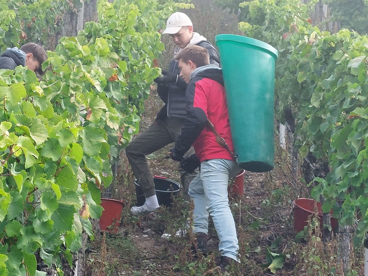 Zu sehen sind zwei Jugendliche, die an einem Steilhang zwischen Weinreben stehen und gerade dabei sind, Trauben zu ernten.