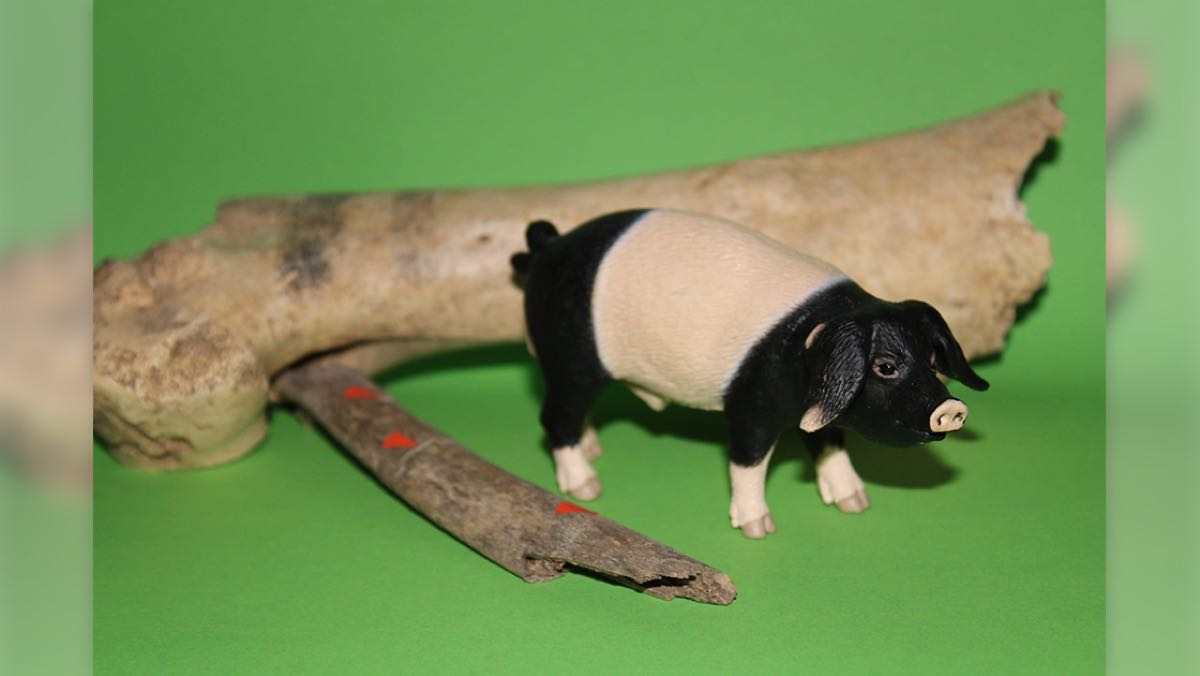 Bild: Man sieht ein kleines Spielzeugschweinen auf einer grünen Fläche neben einem echten Schweinknochen aus den Funden stehen.