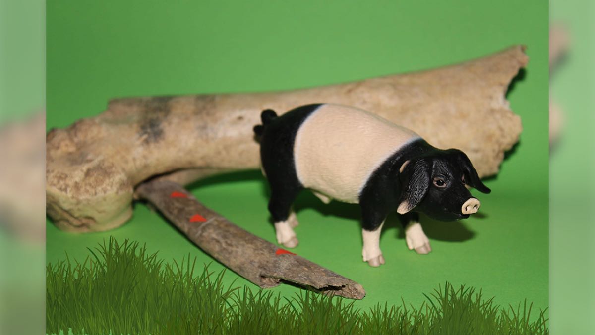Bild: Man sieht ein kleines Spielzeugschweinen auf einer grünen Fläche neben einem echten Schweinknochen aus den Funden stehen. Es wurde Gras künstlich hinzugefügt.